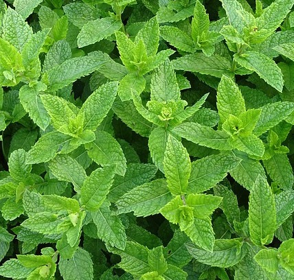 mint health benefits