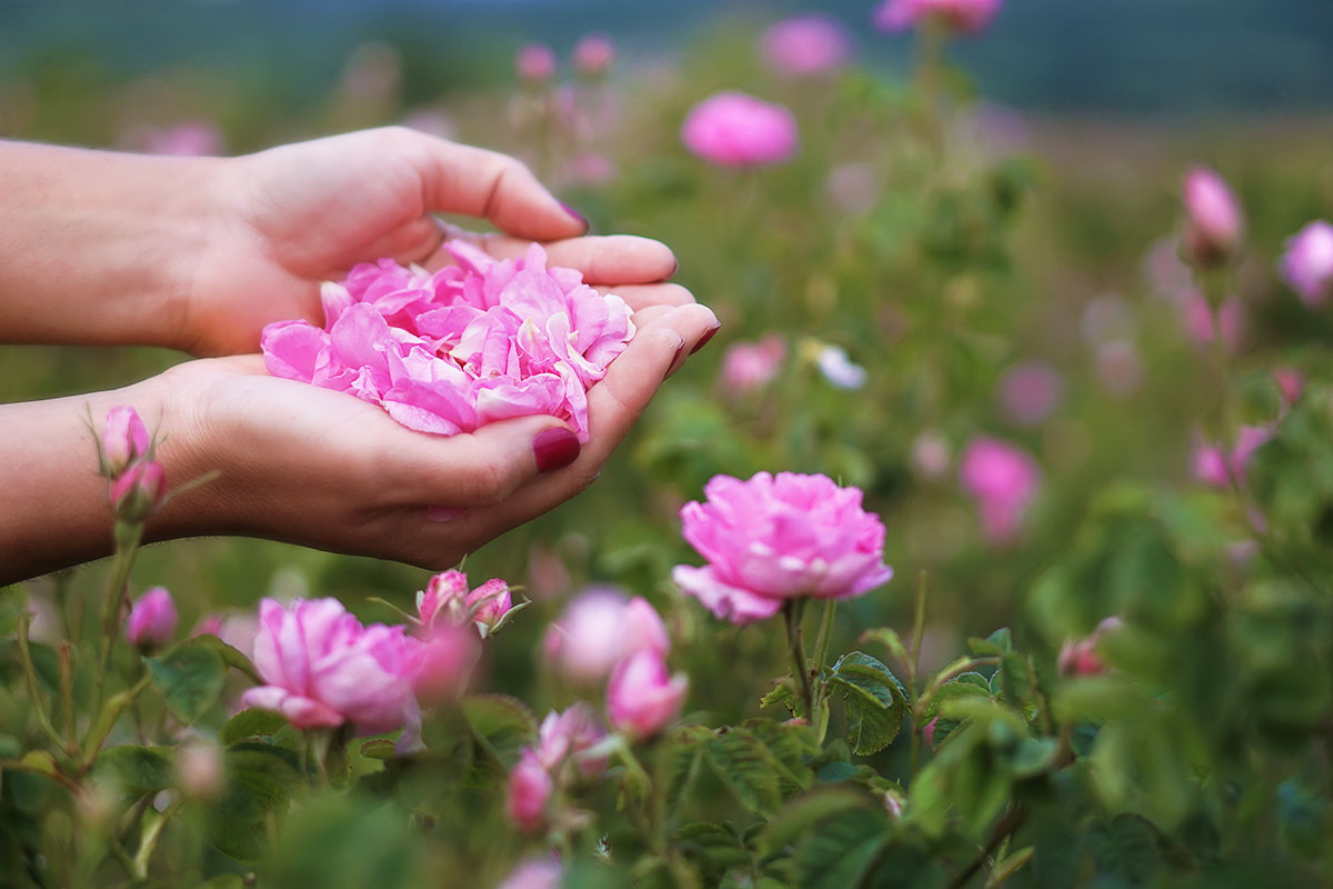 Damask Rose Buds