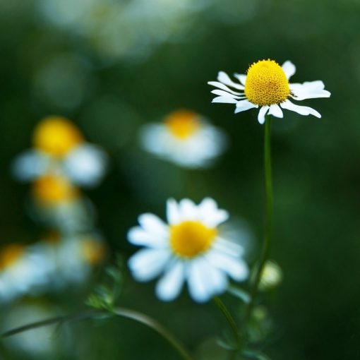 chamomile damask hydrosol floral water natural skin care toner flowers nz