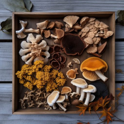 adaptogens adaptogenic blend powder nz organic Ginkgo Biloba Maitake Shiitake Chaga Lion's Mane Reishi ayurvedic anti stress anxiety relaxant sleep cognitive memory athletic performance new zealand