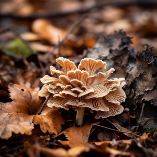natural anticancer maitake mushroom powder nz organic adaptogen adaptogenic anti cancer diabetes 2 healing relaxant sleep cognitive memory athletic performance new zealand