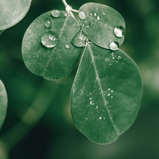 moringa